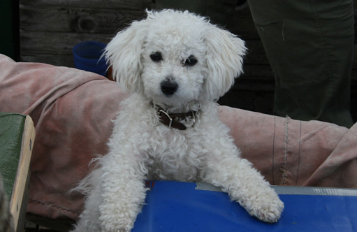 bju_hund bju_hund